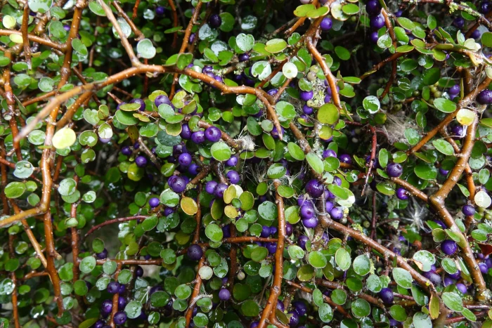 Myrsine divaricata image