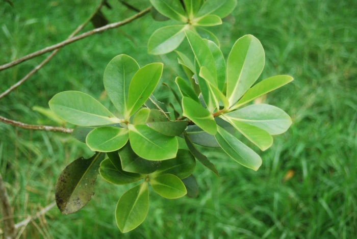 Myrsine lessertiana image