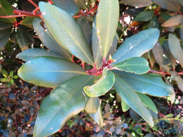 Myrsine melanophloeos image