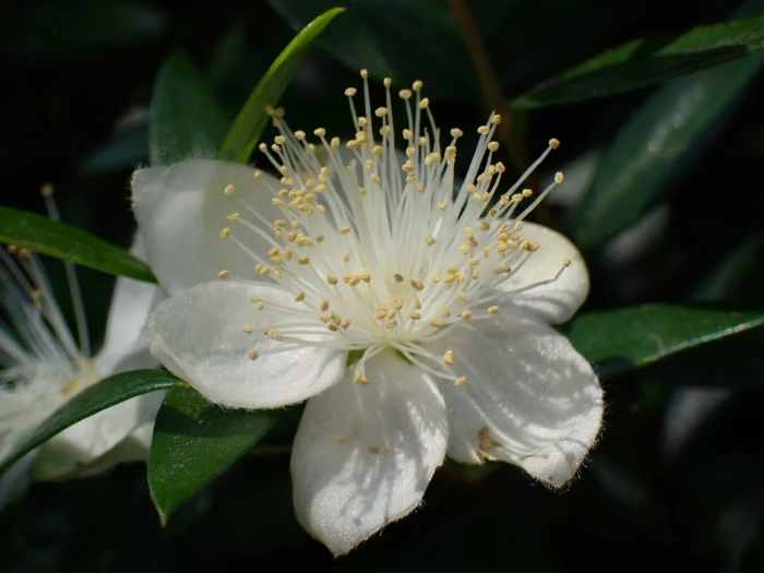 Myrtus communis image