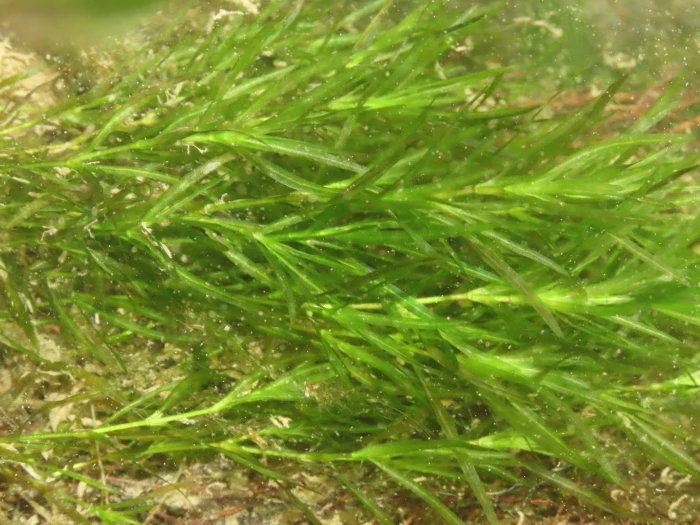 Najas guadalupensis image