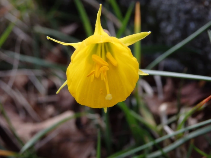 Narcissus bulbocodium image