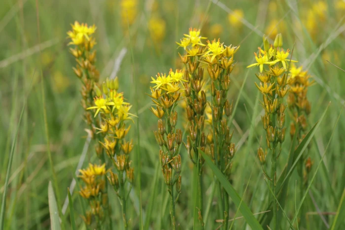 Narthecium ossifragum image