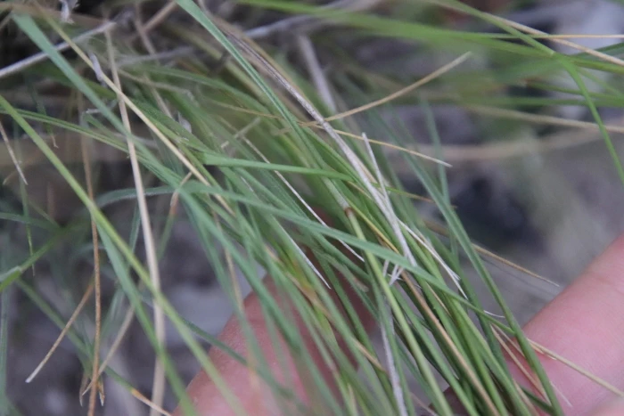 Nassella lepida image