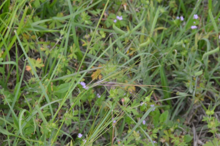 Nassella leucotricha image