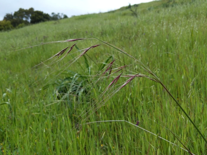 Nassella pulchra image