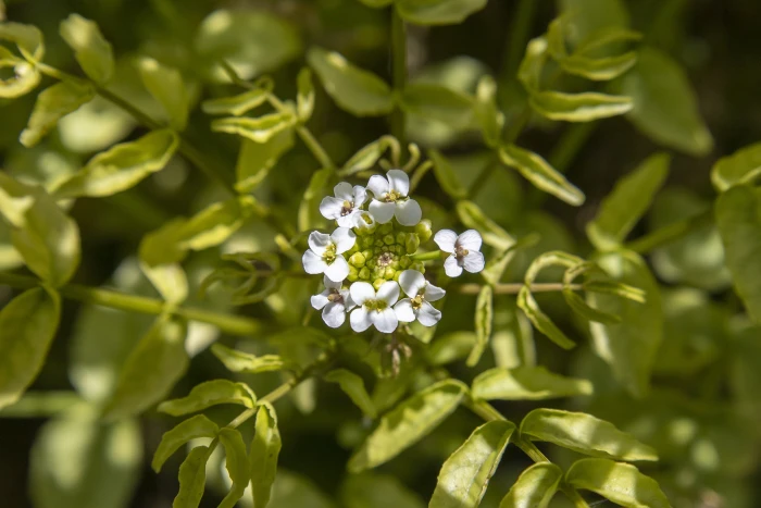 Nasturtium officinale image
