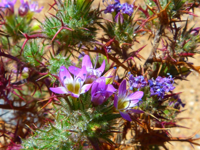 Navarretia hamata image