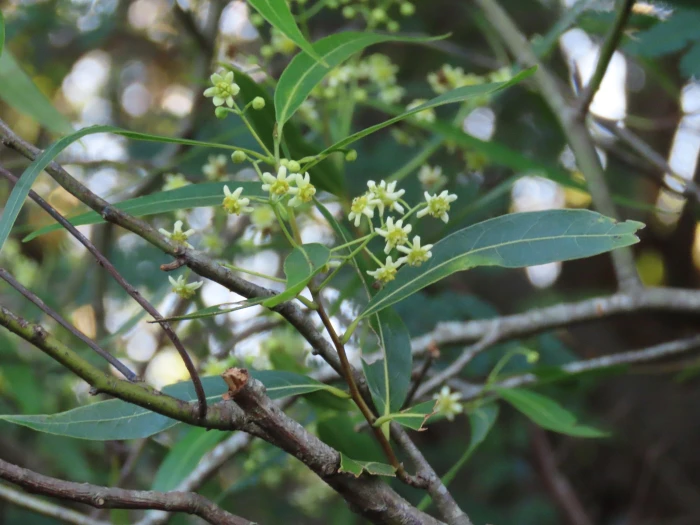 Nectandra megapotamica image