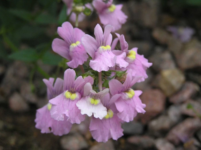 Nemesia denticulata image