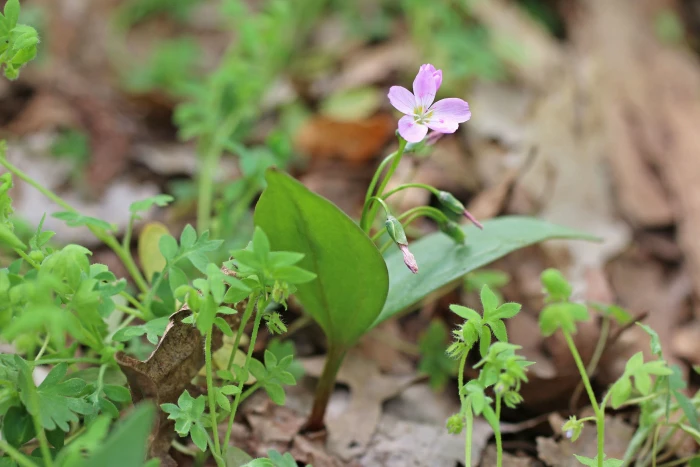 Nemophila breviflora image