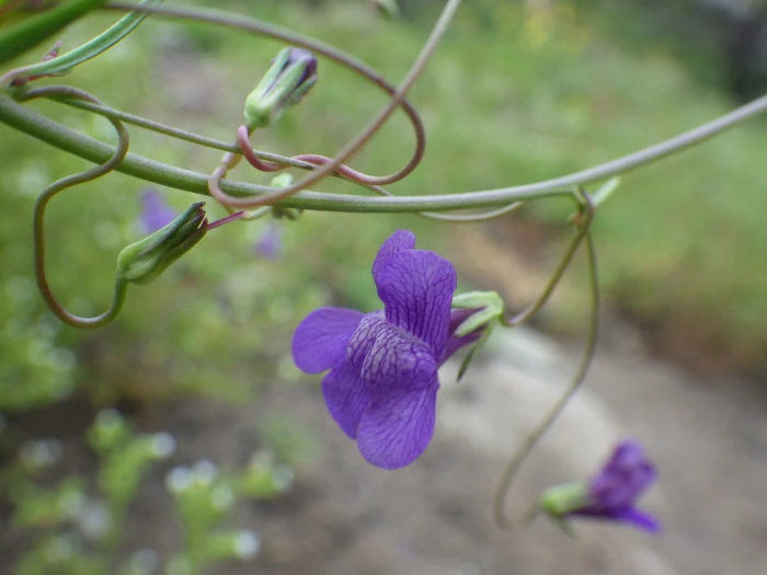 Neogaerrhinum strictum image