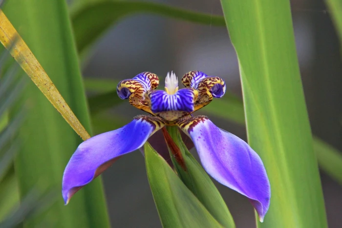 Neomarica coerulea image