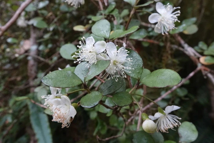 Neomyrtus pedunculata image