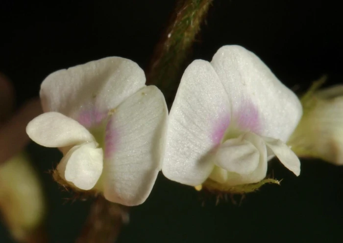 Neonotonia wightii image
