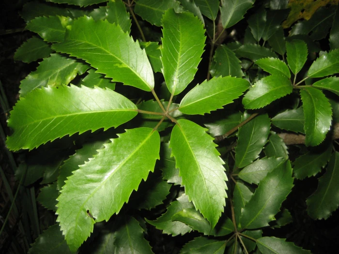 Neopanax arboreus image