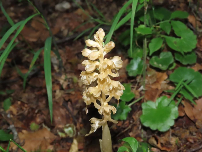 Neottia nidus-avis image