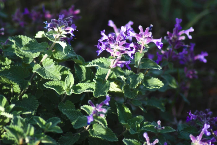 Nepeta ×faassenii image