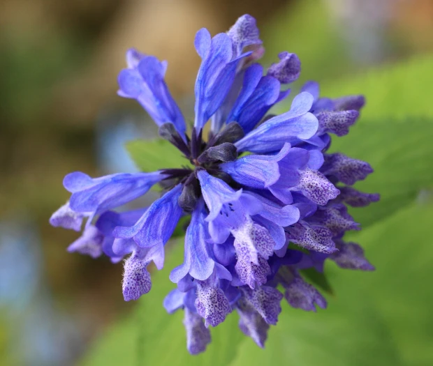 Nepeta subsessilis image