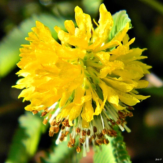 Neptunia pubescens image