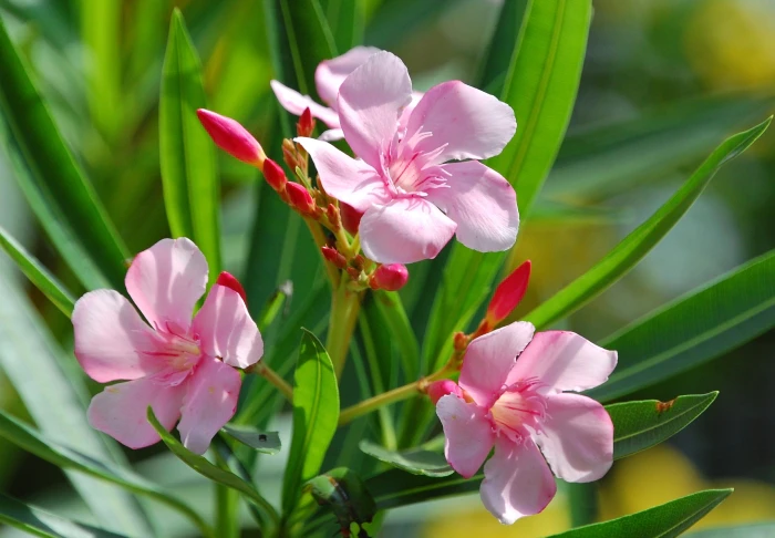 Nerium oleander image