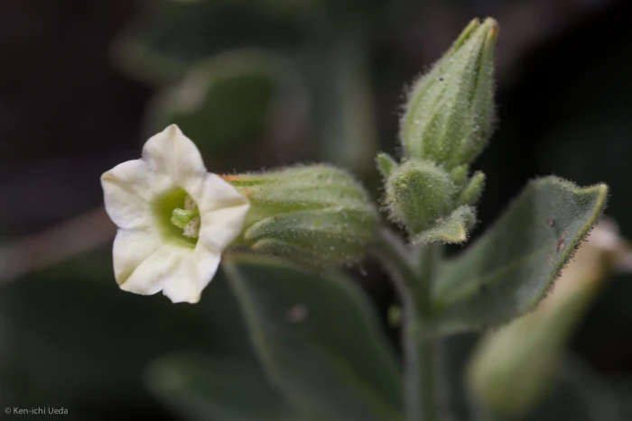 Nicotiana obtusifolia image