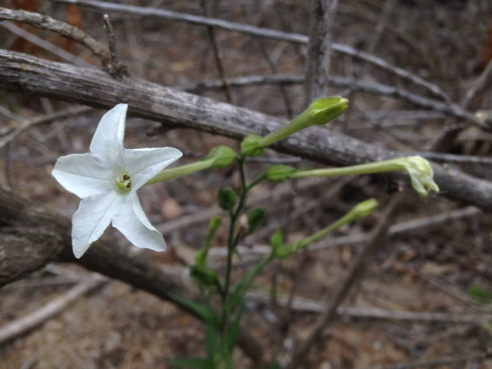 Nicotiana quadrivalvis image