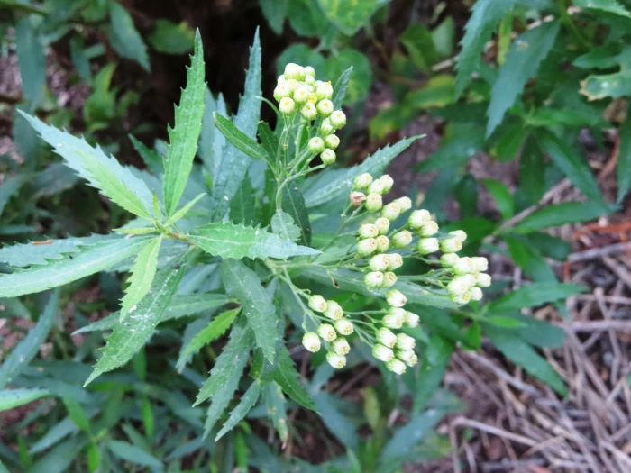 Nidorella ivifolia image