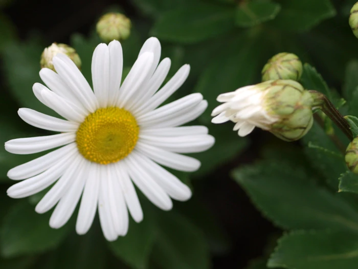 Nipponanthemum nipponicum image