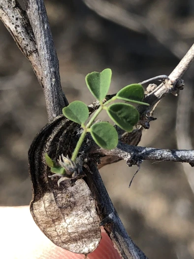 Nissolia schottii image