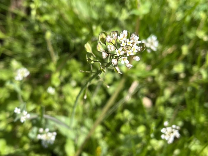 Noccaea perfoliata image