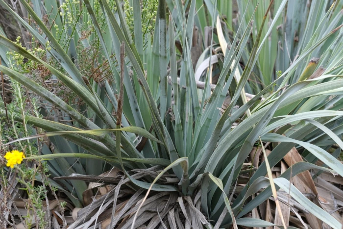 Nolina interrata image