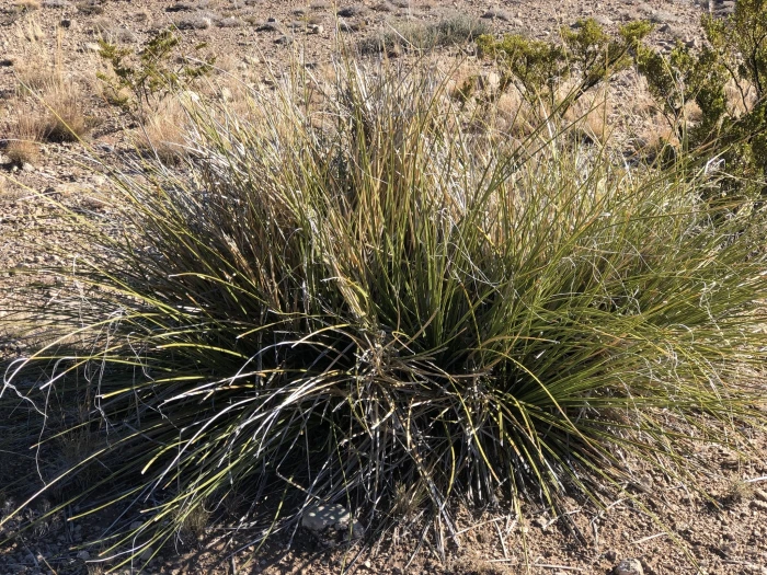 Nolina microcarpa image