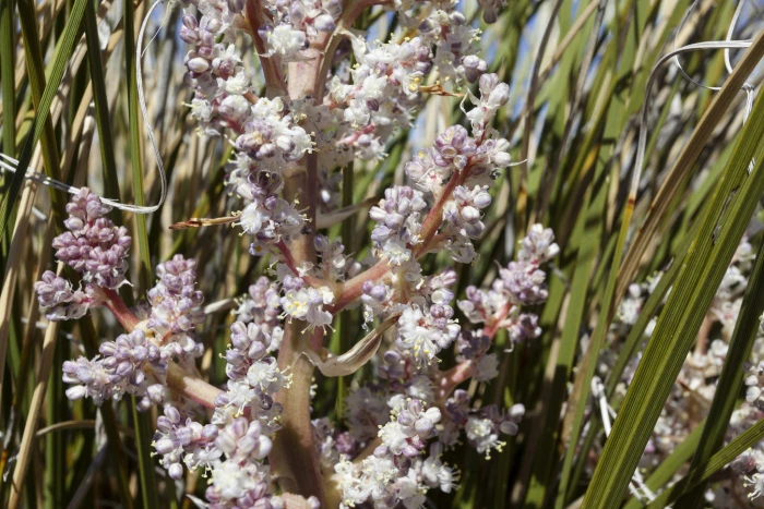Nolina texana image