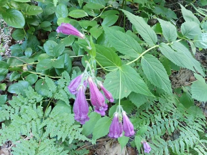 Nothochelone nemorosa image