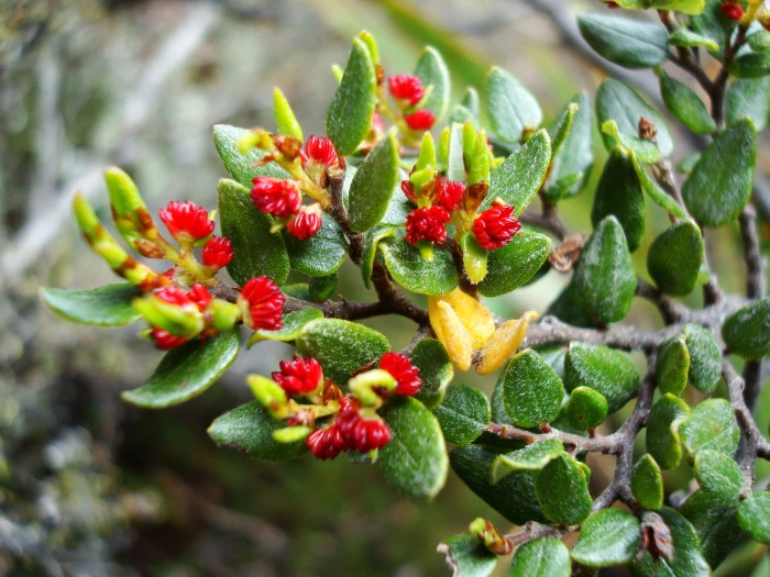 Nothofagus cliffortioides image