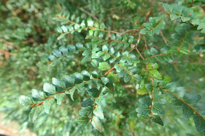 Nothofagus cunninghamii image