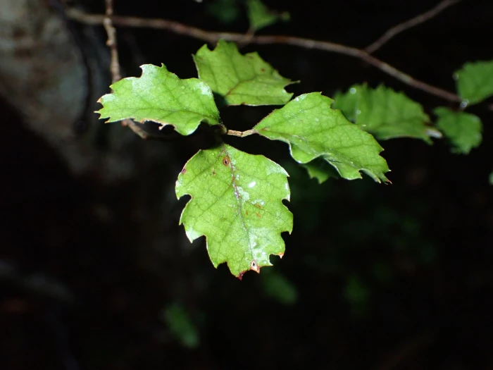 Nothofagus fusca image