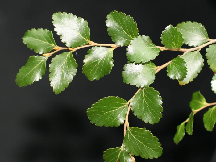 Nothofagus menziesii image
