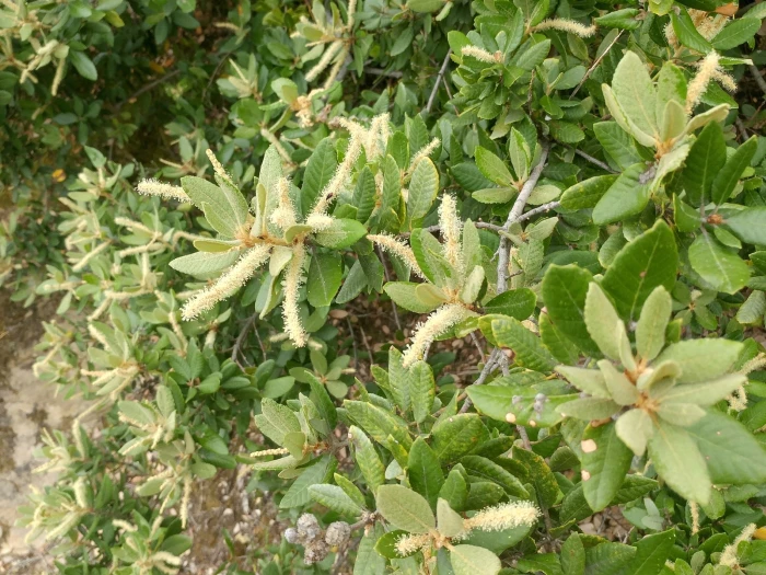 Notholithocarpus densiflorus image