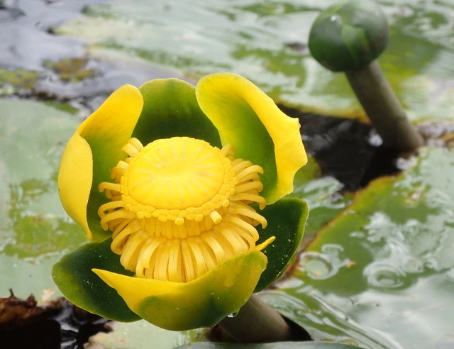 Nuphar advena image