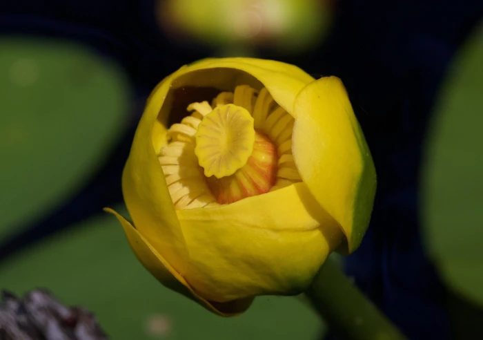 Nuphar lutea image