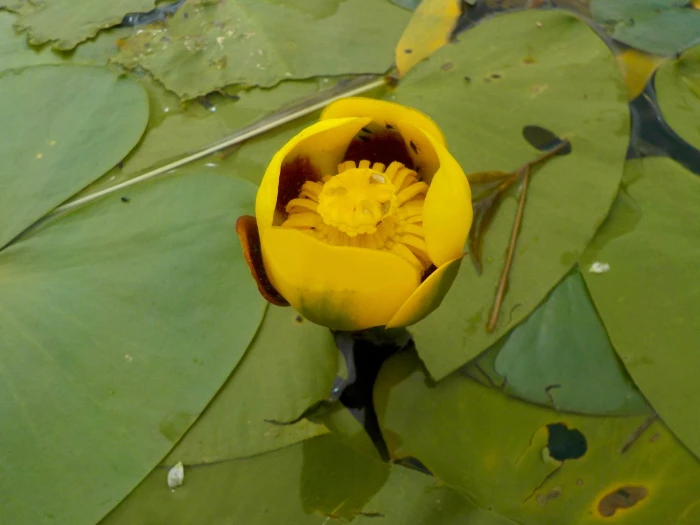 Nuphar variegata image