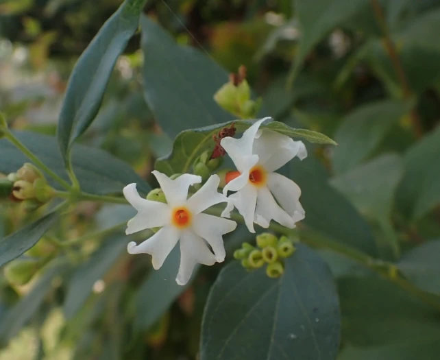 Nyctanthes arbor-tristis image