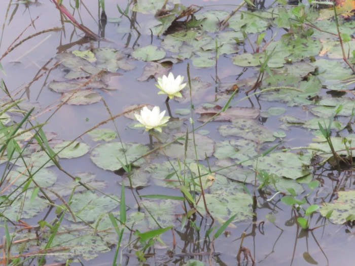 Nymphaea amazonum image
