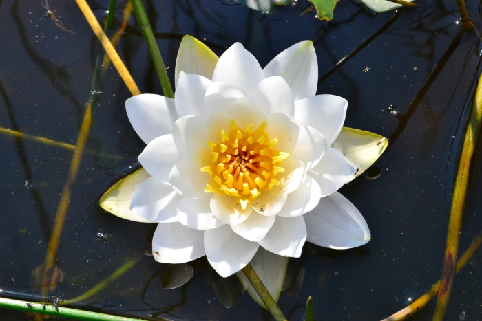 Nymphaea candida image