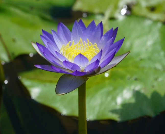 Nymphaea nouchali image
