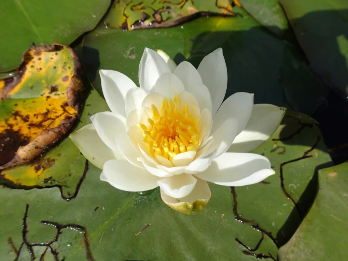 Nymphaea odorata image