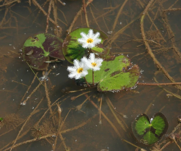 Nymphoides indica image
