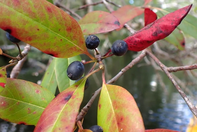Nyssa biflora image